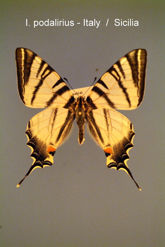 Iphiclides podalirius (normal, Italy) Internet Image property of respective owner, non-commercial use only
